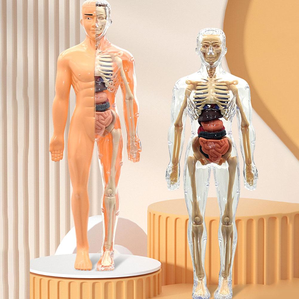 Human Body Puzzle - 해부학, 골격, 분리 가능, 시뮬레이션, 장기