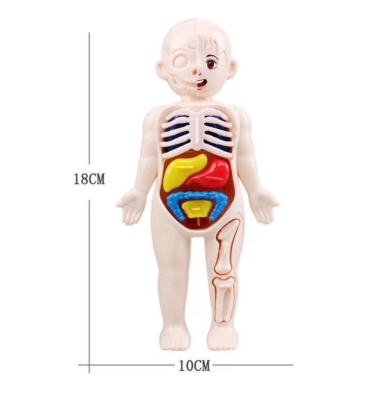 Human Body Puzzle - 몬테소리 3D 퍼즐 14pcs 인체 해부학