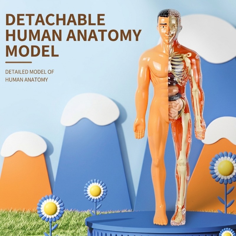 Human Body Puzzle - 초등학교 DIY 인체 모형 과학 실험