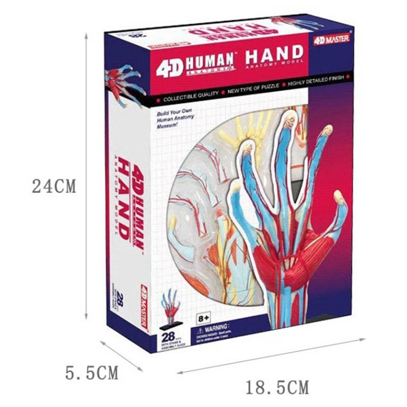 Human Body Puzzle - 4d 마스터 인간의 손 뼈 근육