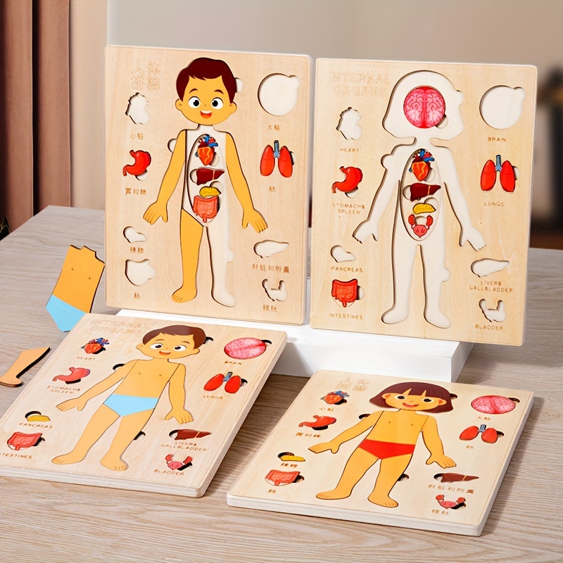 Human Body Puzzle - 어린이용 나무 몬테소리 인체 퍼즐, 해부학