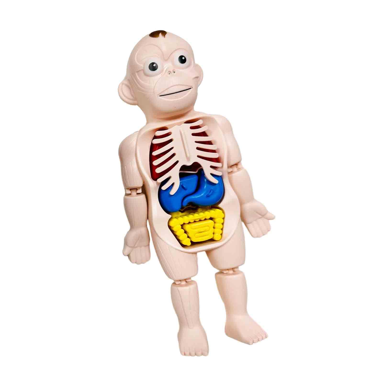 Human Body Puzzle - 인체 퍼즐 신체 부위 기관 인터랙티브