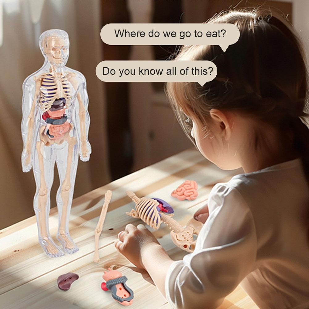 해부학, 골격, 분리 가능, 시뮬레이션, 장기 및 골격 - Human Body Puzzle 리뷰 및 가격