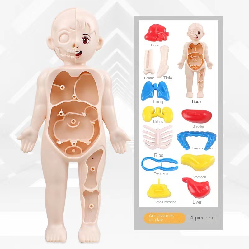 몬테소리 3D 퍼즐 14pcs 인체 해부학 모델 교육  - Human Body Puzzle 리뷰 및 가격
