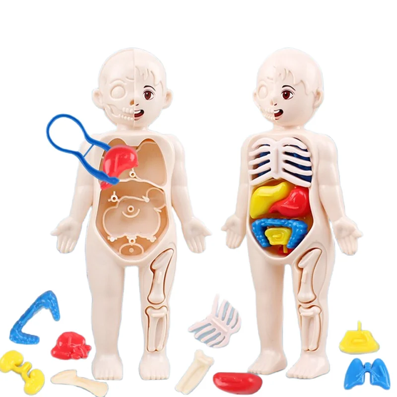 몬테소리 3D 퍼즐 14pcs 인체 해부학 모델 교육  - Human Body Puzzle 리뷰 및 가격
