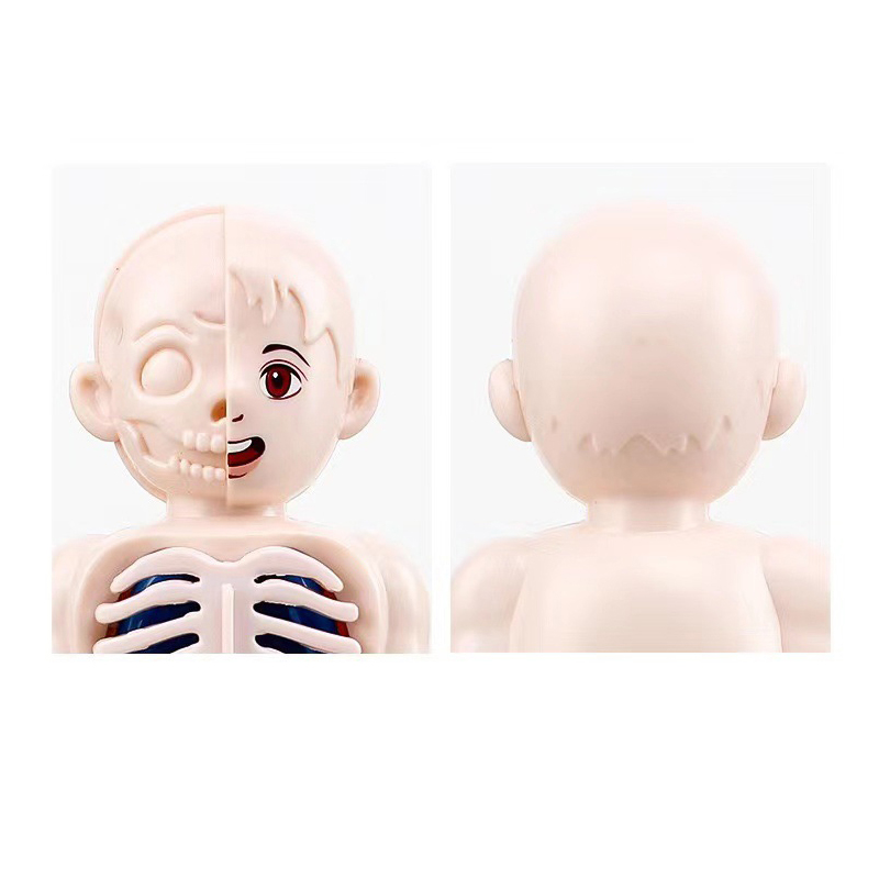 몬테소리 3D 퍼즐 14pcs 인체 해부학 모델 교육  - Human Body Puzzle 리뷰 및 가격