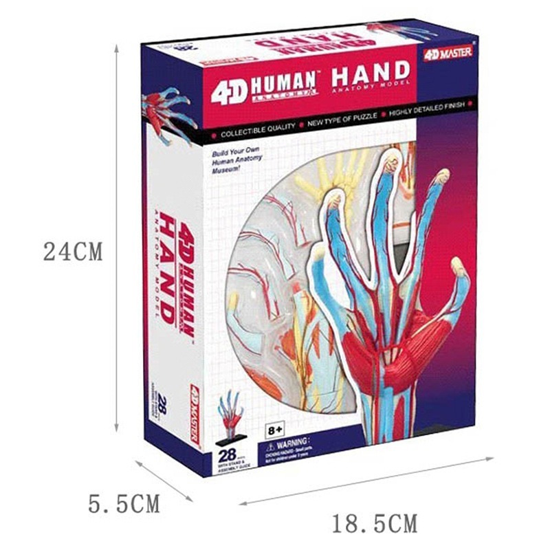 4d 마스터 인간의 손 뼈 근육 혈관 해골 해부 모델  - Human Body Puzzle 리뷰 및 가격