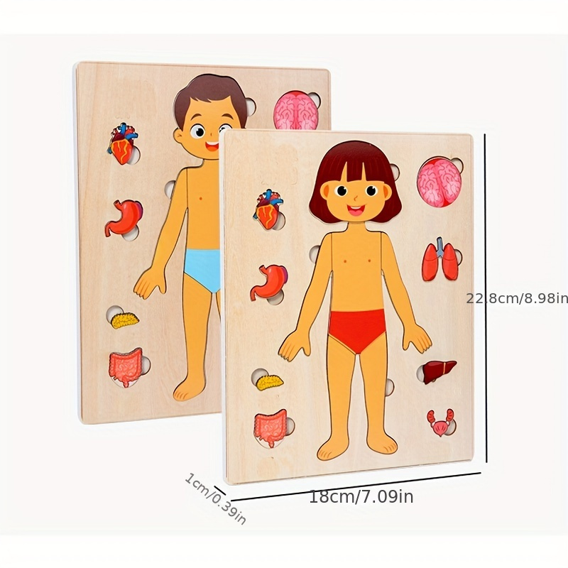 어린이용 나무 몬테소리 인체 퍼즐, 해부학 퍼즐 놀이  - Human Body Puzzle 리뷰 및 가격