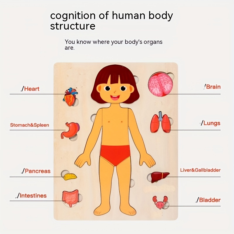 어린이용 나무 몬테소리 인체 퍼즐, 해부학 퍼즐 놀이  - Human Body Puzzle 리뷰 및 가격