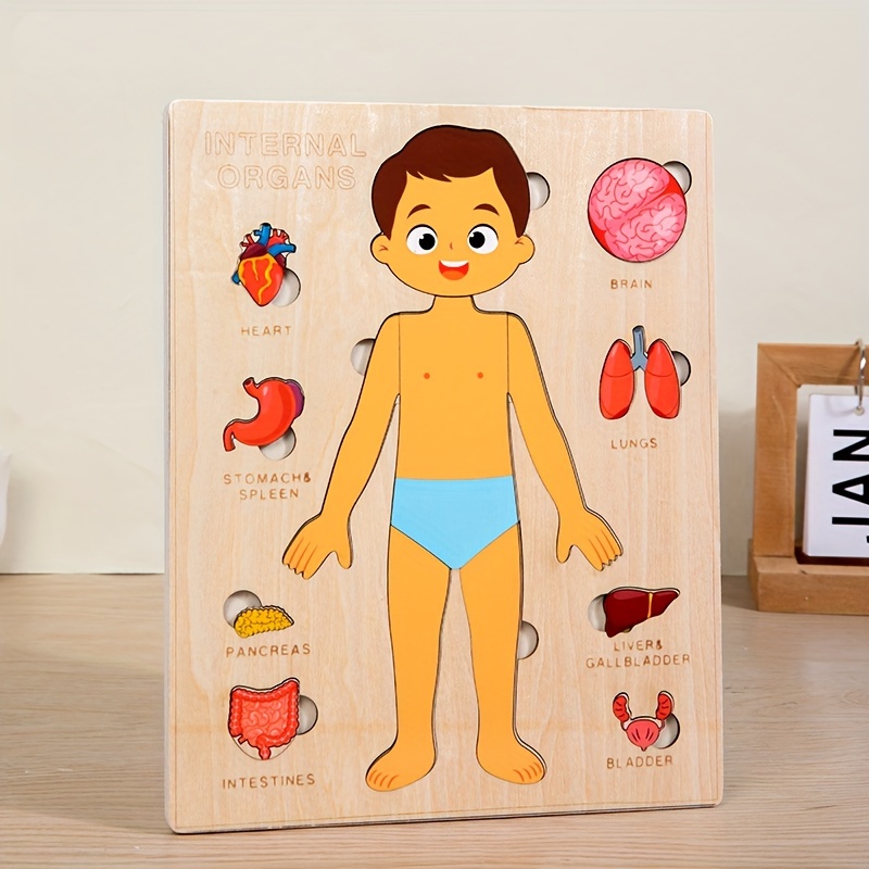 어린이용 나무 몬테소리 인체 퍼즐, 해부학 퍼즐 놀이  - Human Body Puzzle 리뷰 및 가격