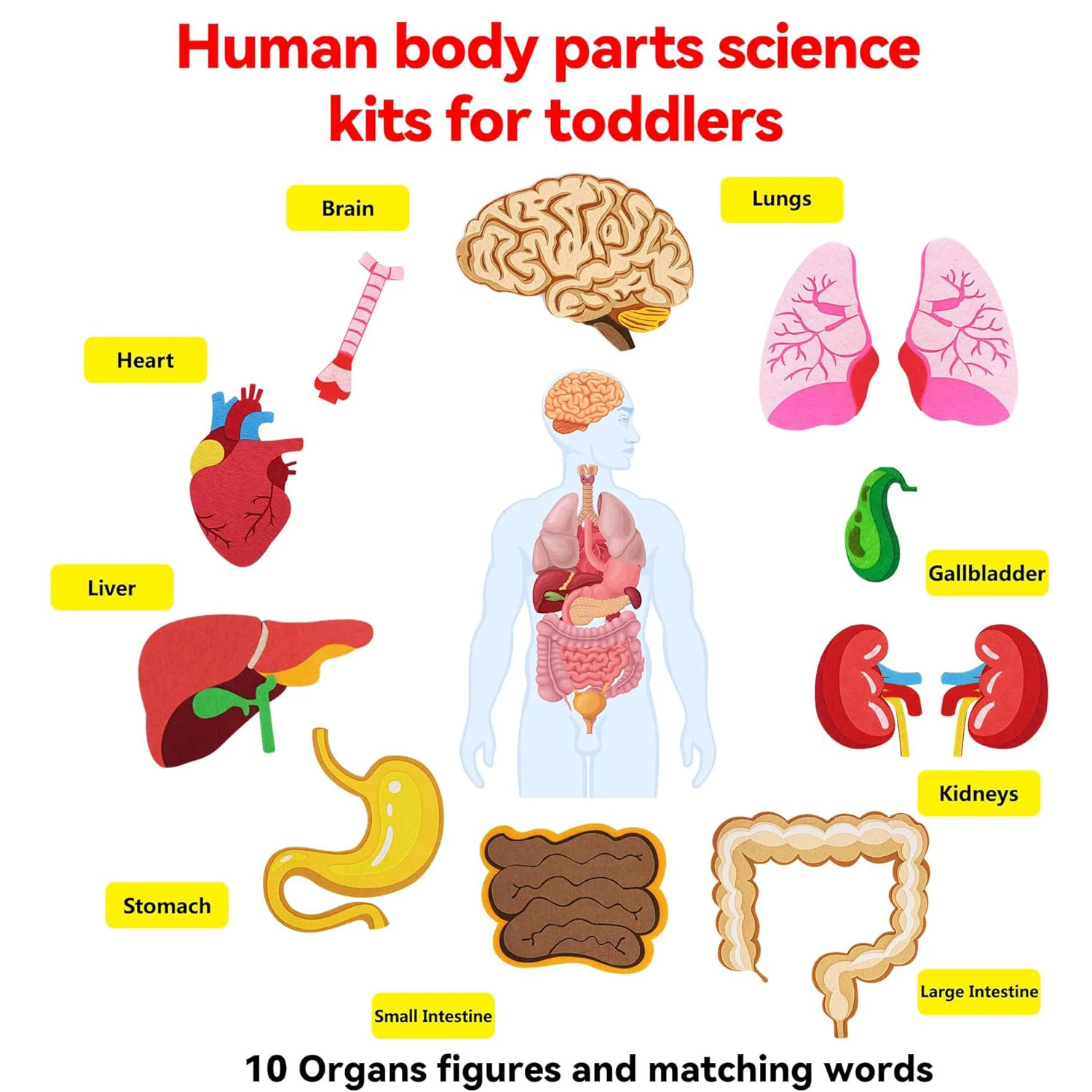 인체 부위 펠트 보드 이야기 어린이용 몬테소리 장난감  - Human Body Puzzle 리뷰 및 가격