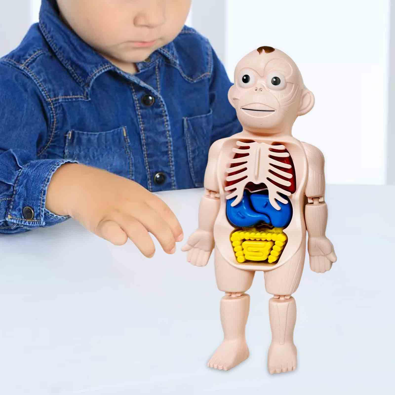 인체 퍼즐 신체 부위 기관 인터랙티브 조기 학습 교육  - Human Body Puzzle 리뷰 및 가격