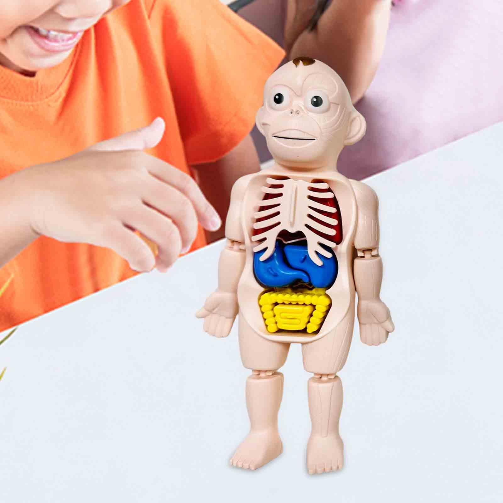 인체 퍼즐 신체 부위 기관 인터랙티브 조기 학습 교육  - Human Body Puzzle 리뷰 및 가격