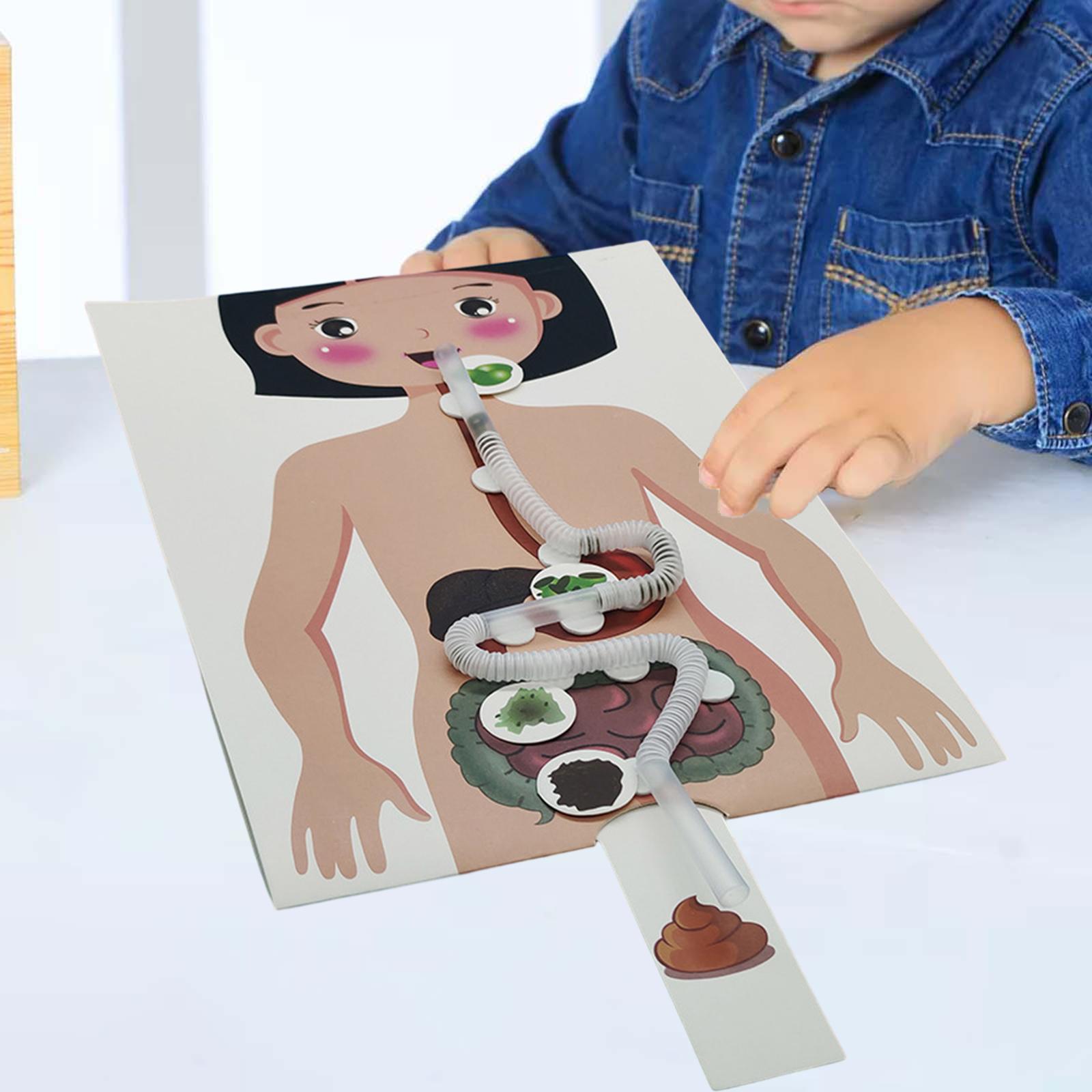 인간 소화 시스템 모델, 인체 부위 교육 보조, 수공예 - Human Body Puzzle 리뷰 및 가격