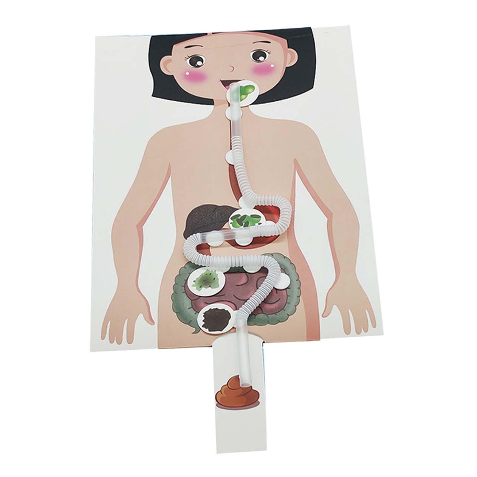 인간 소화 시스템 모델, 인체 부위 교육 보조, 수공예 - Human Body Puzzle 리뷰 및 가격