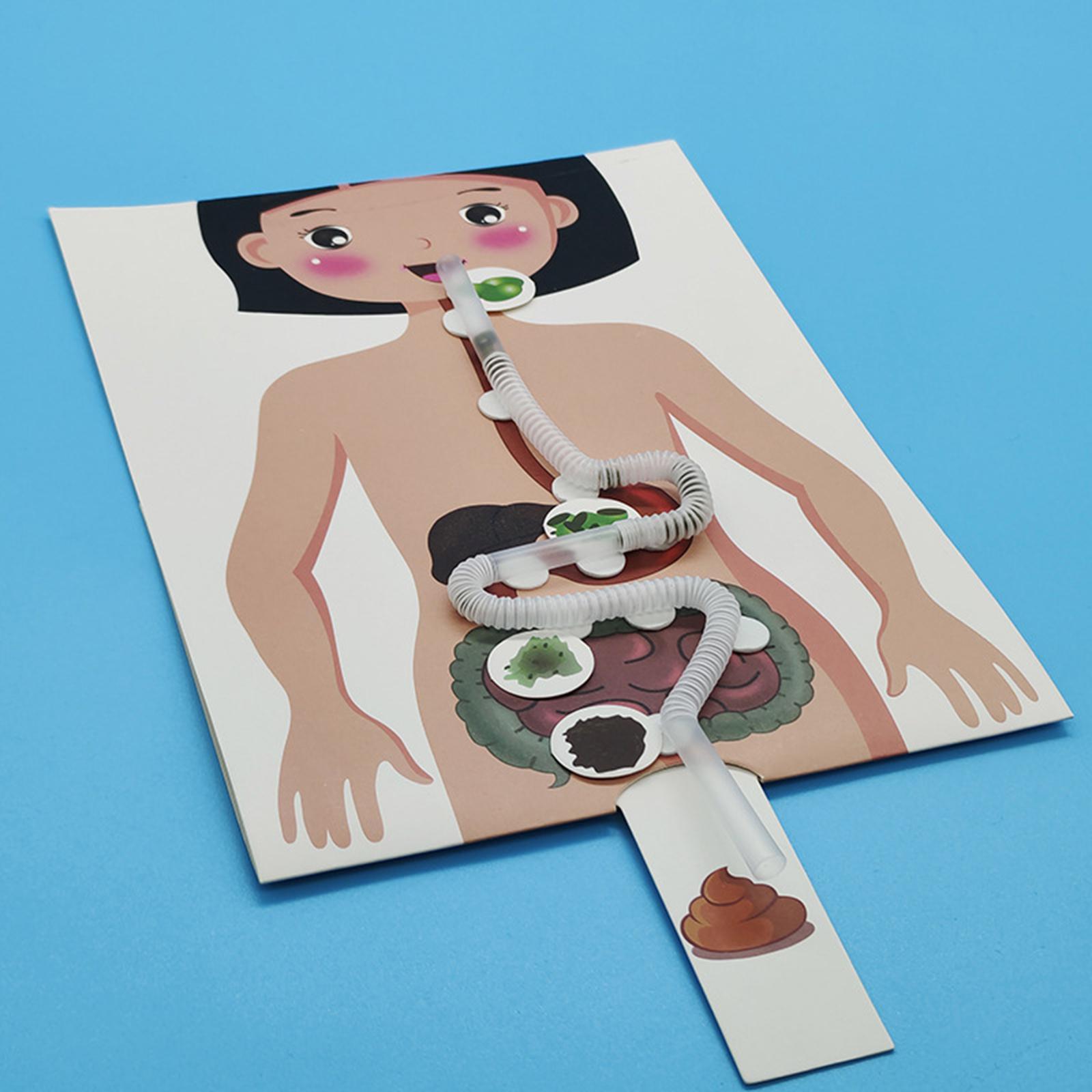 인간 소화 시스템 모델, 인체 부위 교육 보조, 수공예 - Human Body Puzzle 리뷰 및 가격
