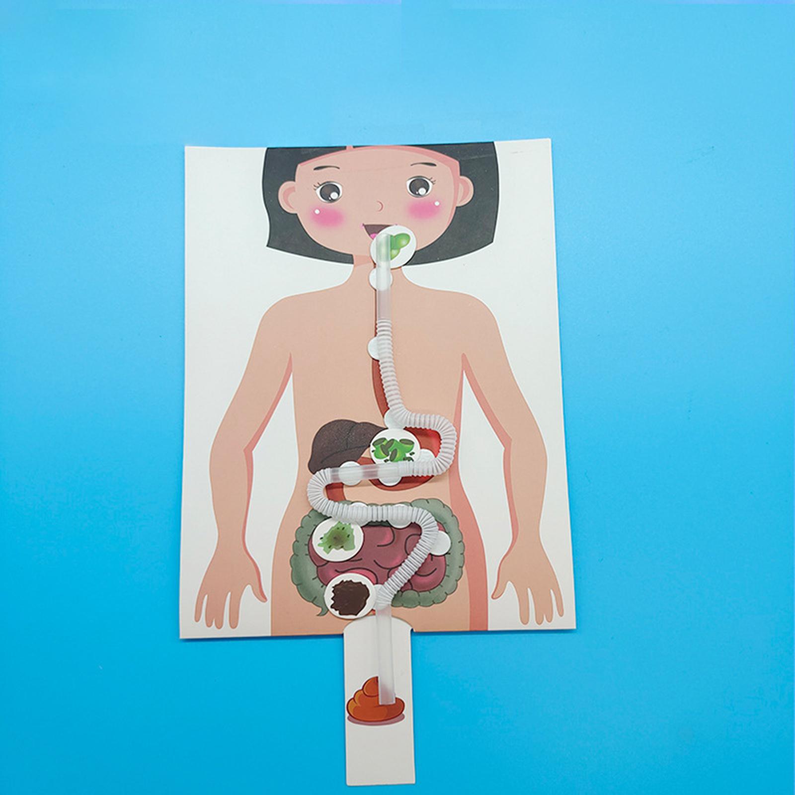 인간 소화 시스템 모델, 인체 부위 교육 보조, 수공예 - Human Body Puzzle 리뷰 및 가격