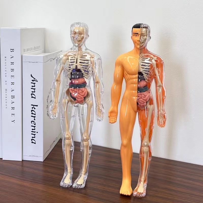 아이 해부학 해골 이동식 시뮬레이션 기관 및 해골 분리 - Human Body Puzzle 리뷰 및 가격