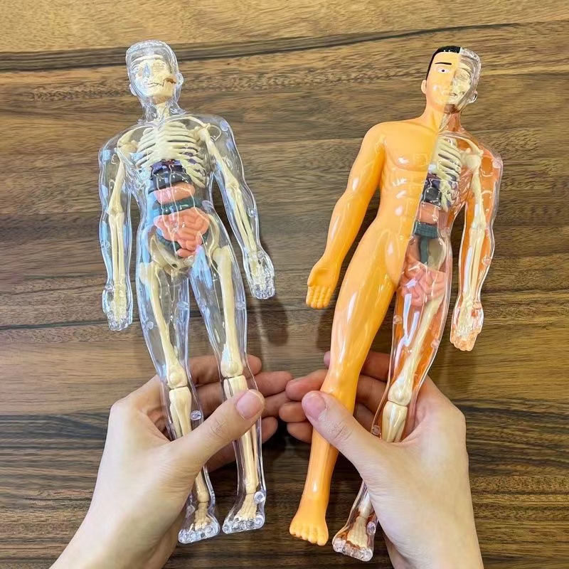 아이 해부학 해골 이동식 시뮬레이션 기관 및 해골 분리 - Human Body Puzzle 리뷰 및 가격